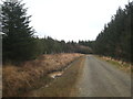 Forest road in Halwill Moor Plantation in EX21 5PP