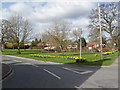 Daffodils on North Duffield Village Green in YO8 5RH
