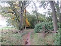 Woodland single track, Thornton in EH24 9DZ