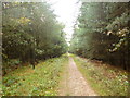 Ringwood Forest, footpath in BH24 3QD