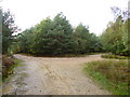 Ringwood Forest, forestry road junction in BH24 3QD