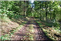 Forest track in PL8 1JP
