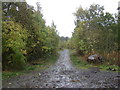Track into woodland, Cults Hill in KY15 7TD