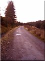 Looking down forestry track in semi-open area in PH33 6SE