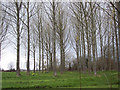 Stand of Trees at Gulliver's Farm, East Orchard in SP7 0LH