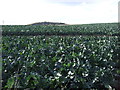 Crop field west of the A914 in Drumoig
