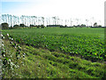A row of poplars by Owl's Grove in NR13 6HH