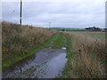Track towards Balhungie in DD5 4HY