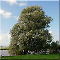Willow by the Severn in GL2 5LP