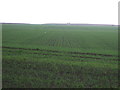 Crop field south of the A92 in DD11 2PD