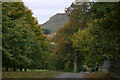 Trees along the road at Thriepley, near Auchterhouse in DD2 5PA