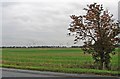 Flat fields and Coldham Wind Farm in PE14 0LD