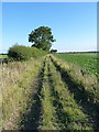Footpath to Gibbet Hill in NR29 4DL