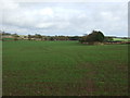 Crop field near Cherrylynne in DD11 5SP