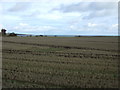 Stubble field towards the sea in DD11 5SS