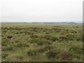 Moorland northeast of Black Stitchel in NE19 1AN