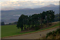 Trees beside Tullybaccart, near Coupar Angus in PH13 9LA