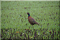 Pheasant (Phasianus colchicus), Shanzie, near Alyth in PH11 8JS