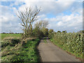 Hedgerow on Bramble Lane, Little Dunmow in CM6 3FF