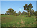 Trees on field boundary, near Horstages, Felsted in CM6 3LH