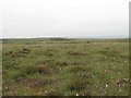 Moorland northwest of Black Stitchel in NE19 1AN