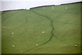 Sheep trails in a field east of Barry Hill, near Alyth in PH11 8HQ