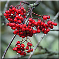 Rowan berries, Buchal, near Alyth in PH11 8JS