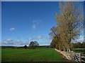 Poplars at Newton Gate in YO62 5YE
