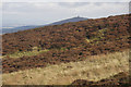 View to Kinpurney Hill from Lundie Craigs in DD2 5NY