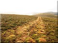 Mown strip, Newton Tors in Kirknewton