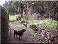 Path to St Mary's Church, Orcheston in SP3 4RW