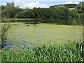 Algae on the surface of Shardeloes Lake in HP7 0EJ