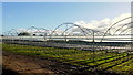 Crop polytunnels near The Marsh in HR2 8NH