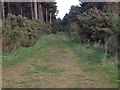Track into Wood of Level in IV30 8SR