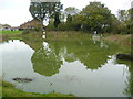 Marbles Pond, Burgh Heath in KT20 5JS