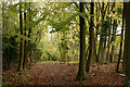 Path Through the Wood in KT20 6HY