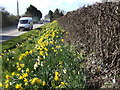 Daffodils by the A38 in TA5 2RR