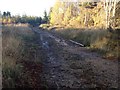 Track into Burnpark Wood in AB55 5JL
