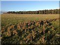Farmland near Garromuir Wood in AB54 4TP