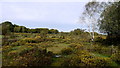 New Forest heathland in SO41 5QP