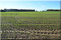 Young crops near Bow Lease in TN25 5JQ