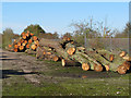 Felled Trunks, Great Saling in CM7 5DY