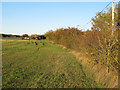 Autumnal hedgerow near Marks Farm, Great Dunmow in Great Dunmow North Ward