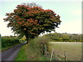 Norway Maple by Privet Lane in SP11 9AF