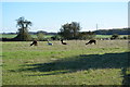 Alpacas near Brabourne in TN25 5LL