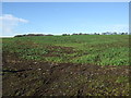 Crop field, Mains of Glack in AB51 0JE