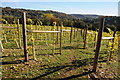 A vineyard at Woodchester in GL5 5HR