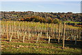 Vineyard above the Nailsworth valley in GL5 5HR