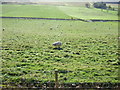 Grazing, Den of Smiddyburn in AB51 8UN