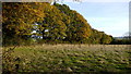 Oaks and rough pasture, Leys Hill in HR9 5RH